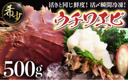 活〆ウチワエビ3~5匹 500gセット＜数量限定＞ 国産 東洋町産 セット うちわえび 新鮮 海鮮 高知県 東洋町 四国 お取り寄せ 送料無料 S211 【株式会社森海家】