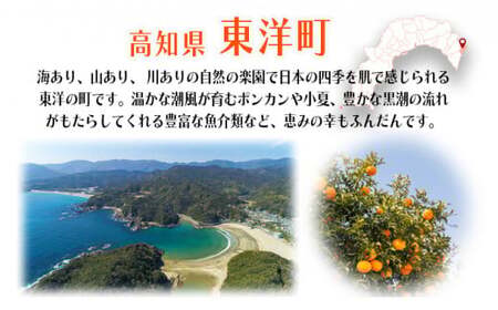 活〆ウチワエビ3~5匹 500gセット＜数量限定＞ 国産 東洋町産 セット うちわえび 新鮮 海鮮 高知県 東洋町 四国 お取り寄せ 送料無料 S211 【株式会社森海家】