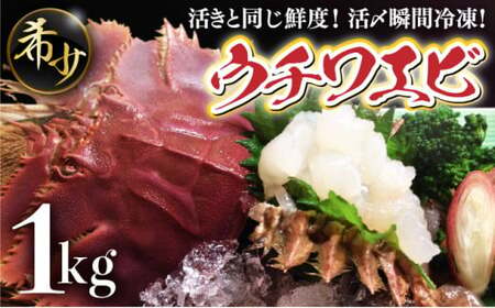 活〆ウチワエビ6~10匹 1000gセット＜数量限定＞ 国産 東洋町産 セット うちわえび 新鮮 海鮮 高知県 東洋町 四国 お取り寄せ 送料無料 S209 【株式会社森海家】