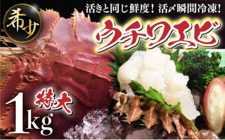 活〆ウチワエビ特大5-6匹 1000gセット＜数量限定＞ 国産 東洋町産 セット うちわえび 新鮮 海鮮 高知県 東洋町 四国 お取り寄せ 送料無料 S210