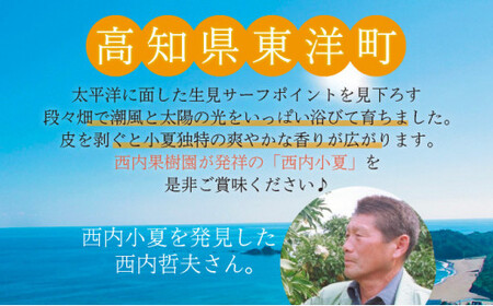 ＜先行予約＞【訳アリ】西内小夏　3kg　N42 [NU-01] 【西内農園】