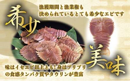 【ふるさと納税】ウチワエビ(小) 天然ほんまもん！ 1000g(12~14匹前後) 国産 東洋町産 天然 新鮮 海鮮 刺身 焼き ボイル 四国 お取り寄せ お祝い 記念日 贈り物 送料無料 [S244] 【株式会社森海家】