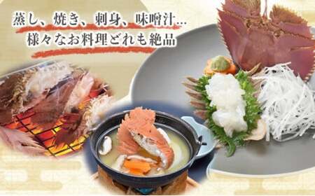 【ふるさと納税】ウチワエビ(小) 天然ほんまもん！ 1000g(12~14匹前後) 国産 東洋町産 天然 新鮮 海鮮 刺身 焼き ボイル 四国 お取り寄せ お祝い 記念日 贈り物 送料無料 [S244] 【株式会社森海家】