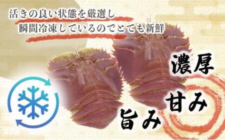 【ふるさと納税】ウチワエビ(小) 天然ほんまもん！ 1000g(12~14匹前後) 国産 東洋町産 天然 新鮮 海鮮 刺身 焼き ボイル 四国 お取り寄せ お祝い 記念日 贈り物 送料無料 [S244] 【株式会社森海家】