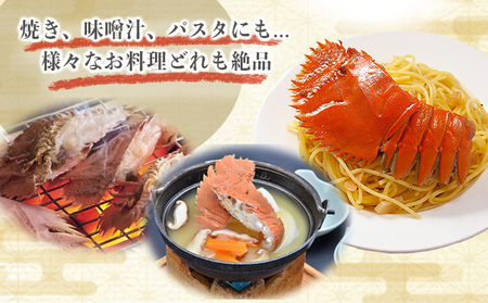 <数量限定>ウチワエビ(ボイル)7匹前後 500gセット【S246】