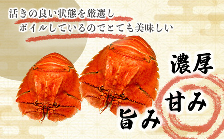 <数量限定>ウチワエビ(ボイル)7匹前後 500gセット【S246】