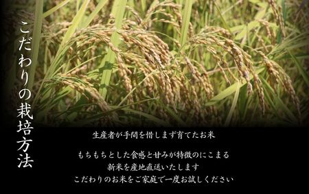 S249-3 ＜2026年10月発送＞令和8年産にこまる ＜20kg＞国産 米 お米 高知県産