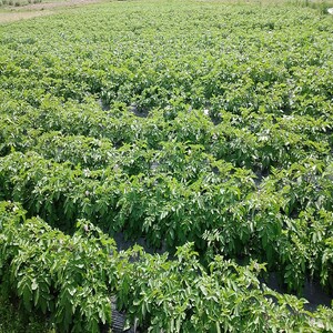 106001　じゃがいも食べ比べセット5㎏