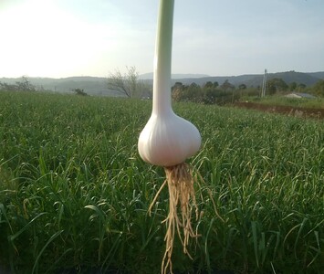 106002　新にんにく　5㎏