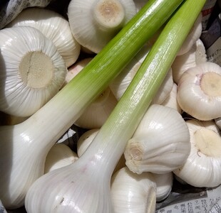 106003　新にんにく　2㎏