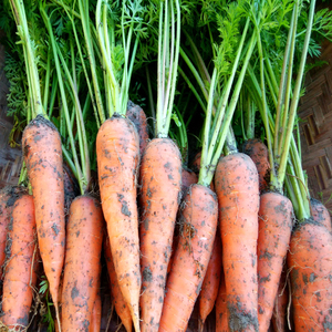 106006　土付きにんじん　2㎏