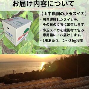 103004　山中農園　小玉すいか2玉