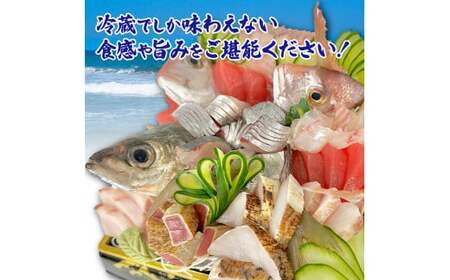 土佐のお刺身盛り合わせ 3～4人前程度 朝獲れ