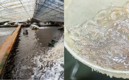 うなぎの白焼き（大）2本　タレ付き 山椒付き