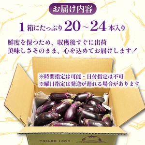 朝どれナス 約20本  | ナス TR-0006