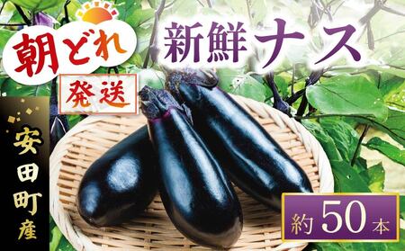 朝どれナス 約50本 | ナス TR-0007