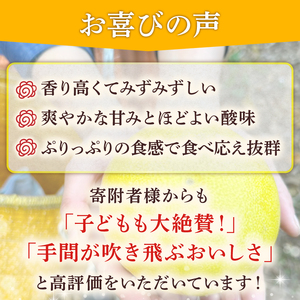 服部農園 土佐文旦 贈答用  | ３L 文旦 HT-10