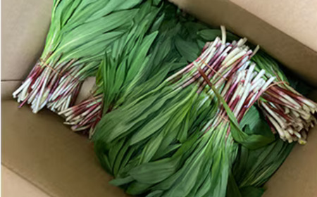 【ギョウジャニンニク】山菜スパイスおちゃっちゃりBRTN001