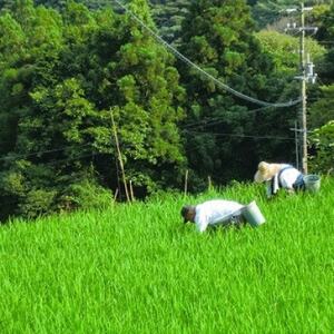 北川村の米〈維新の風〉[5kg×1袋]【1521005】