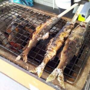 【令和8年6月より発送】天然あゆ　6匹【配送不可地域：離島】【1570536】