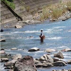 【令和8年6月より発送】天然あゆ　6匹【配送不可地域：離島】【1570536】
