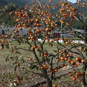 ゆずの郷の村人が作る『干し柿』500g【1511957】