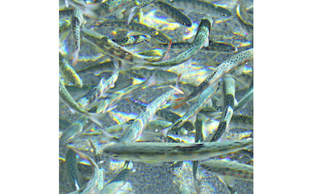 アメゴの稚魚の甘辛唐揚げ「稚魚ウマ」（冷凍)  珍味 B級グルメ