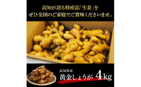 高知県産黄金しょうが4kg - しょうが ショウガ 生姜 坂田信夫商店 黄金