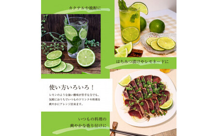 タヒチライム 約1.5kg ライム 国産 種なし 柑橘類 かんきつ類 防腐剤不使用 ノーワックス 新鮮 冷蔵 家庭用 果物 くだもの フルーツ 芸西村 高知県産