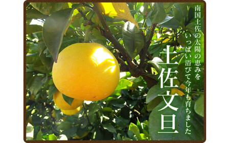 【先行予約】“高知県産”ワケあり土佐文旦(※シミ・キズあり)3kg・サイズおまかせ