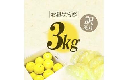 【先行予約】“高知県産”ワケあり土佐文旦(※シミ・キズあり)3kg・サイズおまかせ