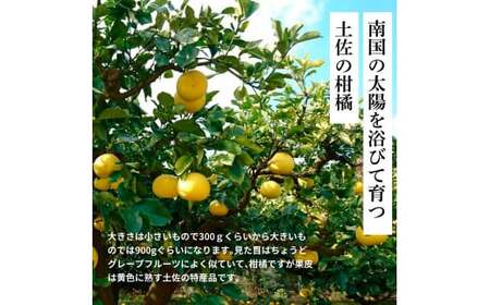 先行予約 土佐の柑橘 土佐文旦 10kg 詰め合わせ ちょっと訳あり 文旦