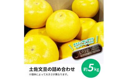 先行予約 土佐の柑橘 土佐文旦 5kg 詰め合わせ （皮むき機）付き 文旦