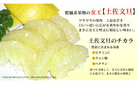 【先行予約】ワケあり土佐文旦(※シミ・キズあり) 10kg・ サイズおまかせ 在庫限り