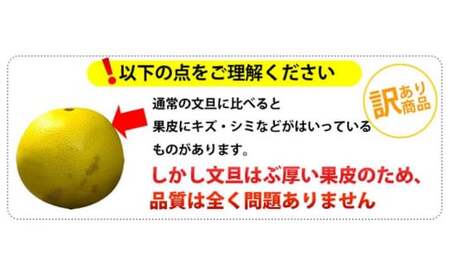 【先行予約】ワケあり土佐文旦(※シミ・キズあり) 10kg・ サイズおまかせ 在庫限り