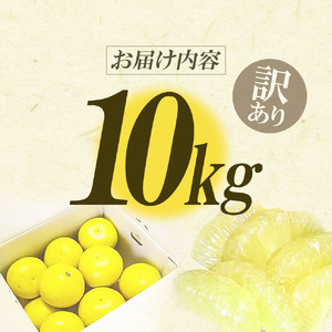 【先行予約】ワケあり土佐文旦(※シミ・キズあり) 10kg・ サイズおまかせ 在庫限り