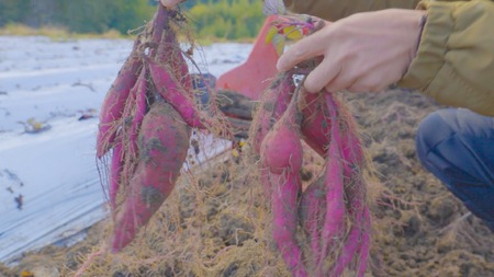 自然のままに。山下農園の超自然農法で育ったさつまいも（紅はるか）5kg