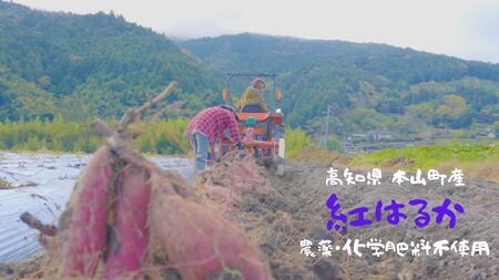 自然のままに。山下農園の超自然農法で育ったさつまいも（紅はるか）10kg
