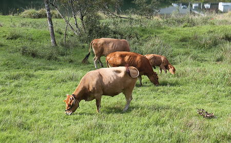 土佐あかうし モモステーキ 600g