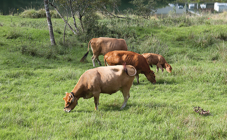 土佐あかうし モモステーキ 400g