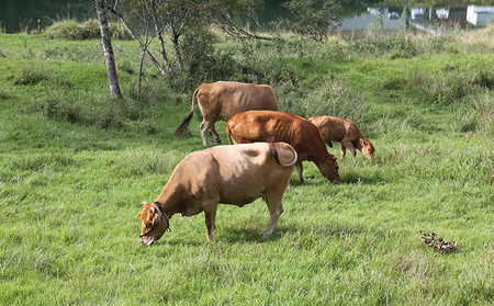 土佐あかうし 角切り 500g