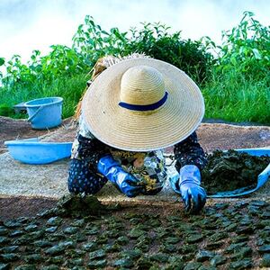 碁石茶セット【1367981】