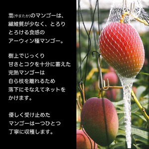 かおる・とろける!土佐マンゴー1個