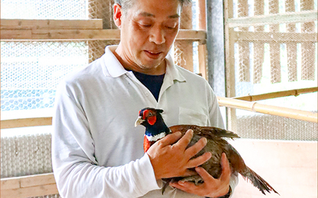 【きじ肉】土佐・本川 手箱"喜事"しお鍋セット(6~7人前)雉 キジ 肉 鍋 冬 おすすめ スープ ヘルシー