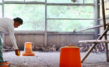 【きじ肉】土佐・本川 手箱"喜事"しお鍋セット(6~7人前)雉 キジ 肉 鍋 冬 おすすめ スープ ヘルシー