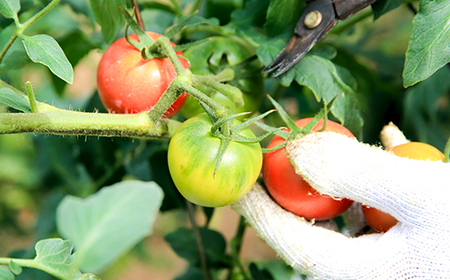 まっことうまい!水田さんのフルーツトマト【約2kg / 簡易箱入】