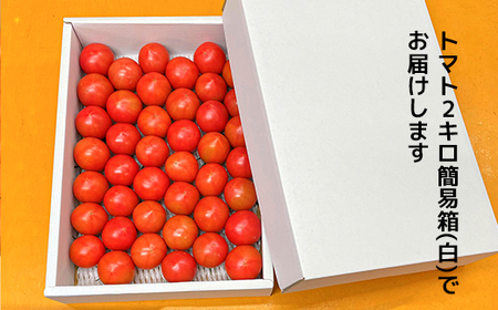 まっことうまい!水田さんのフルーツトマト【約2kg×2箱 / 簡易箱入】