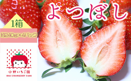 小野いちご園　いちご1箱（4パック）