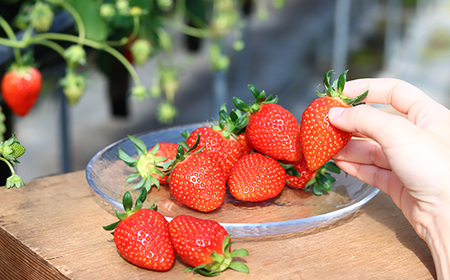 小野いちご園　いちご1箱（4パック）