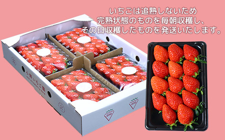 小野いちご園　いちご1箱（4パック）